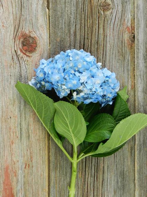 BLUE HYDRANGEA